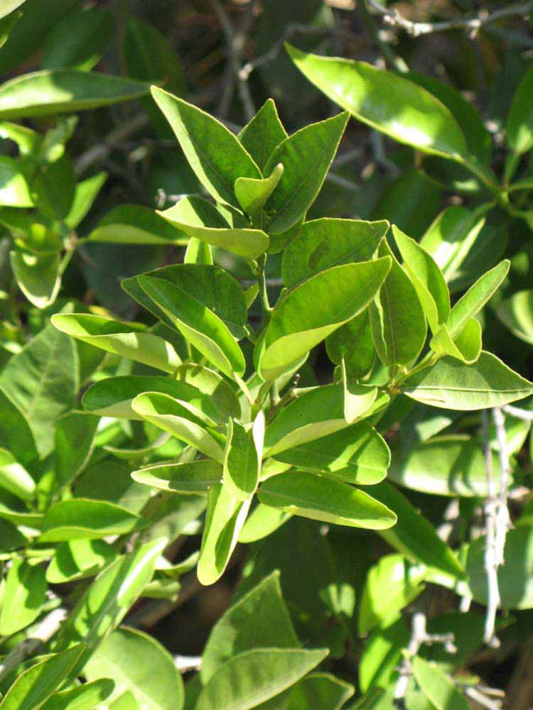              Sun leaves (Riverside, CA)       